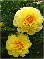 Piwonia żółta, peonia złota